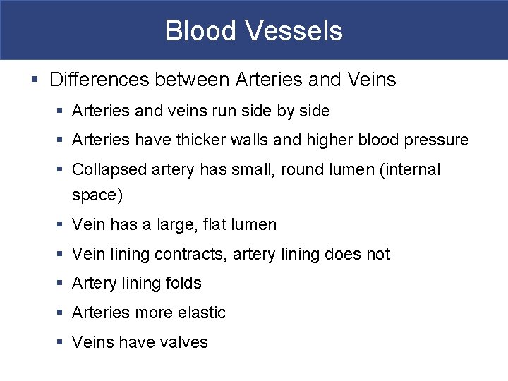 Blood Vessels § Differences between Arteries and Veins § Arteries and veins run side