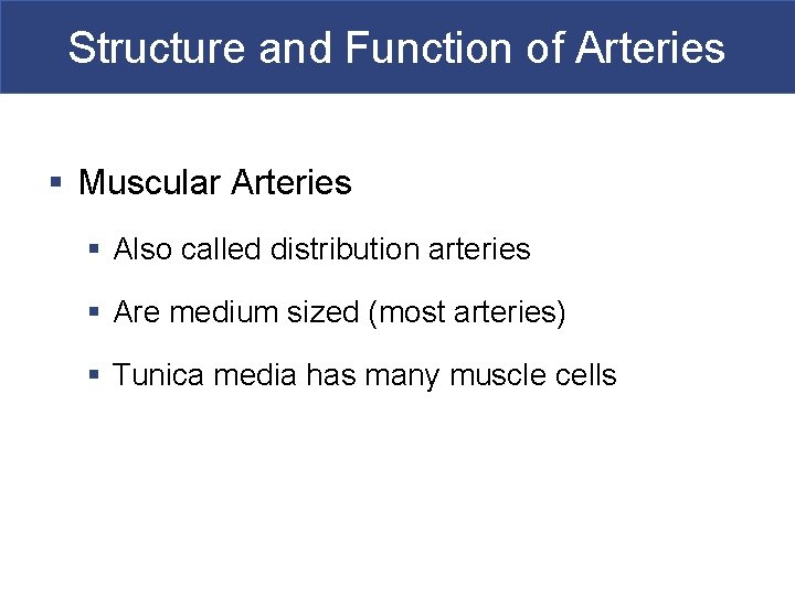 Structure and Function of Arteries § Muscular Arteries § Also called distribution arteries §