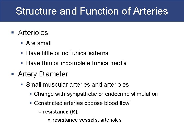 Structure and Function of Arteries § Arterioles § Are small § Have little or