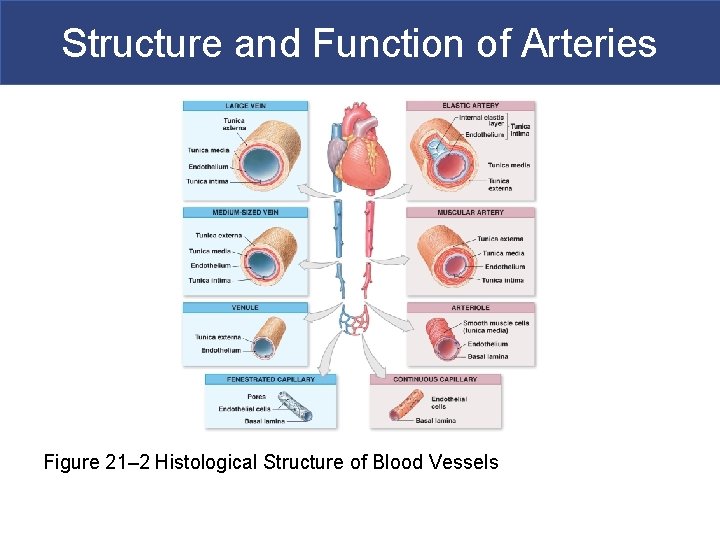 Structure and Function of Arteries Figure 21– 2 Histological Structure of Blood Vessels 