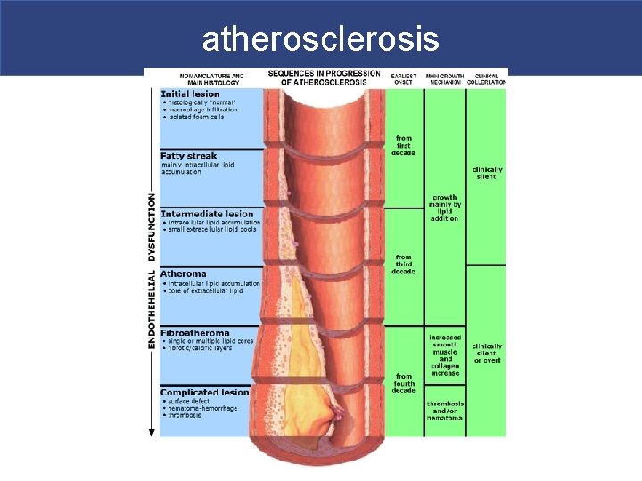 atherosclerosis 