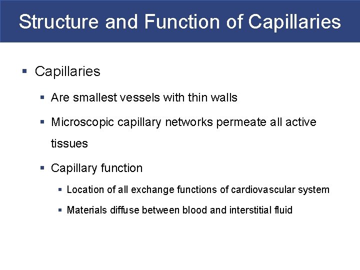 Structure and Function of Capillaries § Are smallest vessels with thin walls § Microscopic