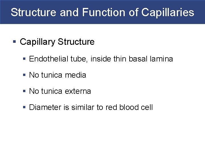 Structure and Function of Capillaries § Capillary Structure § Endothelial tube, inside thin basal