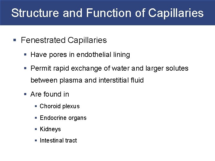 Structure and Function of Capillaries § Fenestrated Capillaries § Have pores in endothelial lining