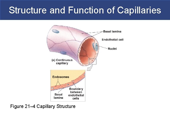 Structure and Function of Capillaries Figure 21– 4 Capillary Structure 