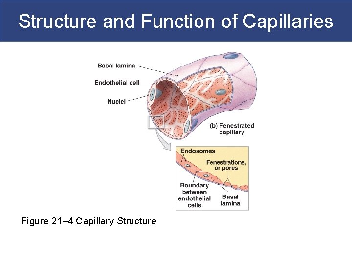 Structure and Function of Capillaries Figure 21– 4 Capillary Structure 
