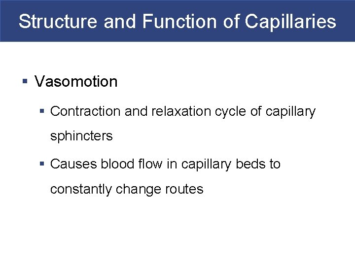 Structure and Function of Capillaries § Vasomotion § Contraction and relaxation cycle of capillary