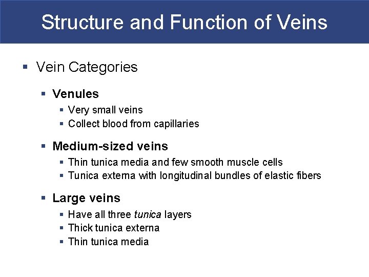 Structure and Function of Veins § Vein Categories § Venules § Very small veins