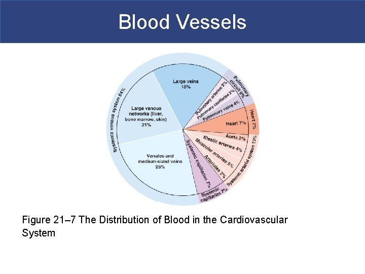 Blood Vessels Figure 21– 7 The Distribution of Blood in the Cardiovascular System 