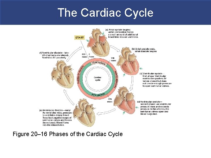 The Cardiac Cycle Figure 20– 16 Phases of the Cardiac Cycle 