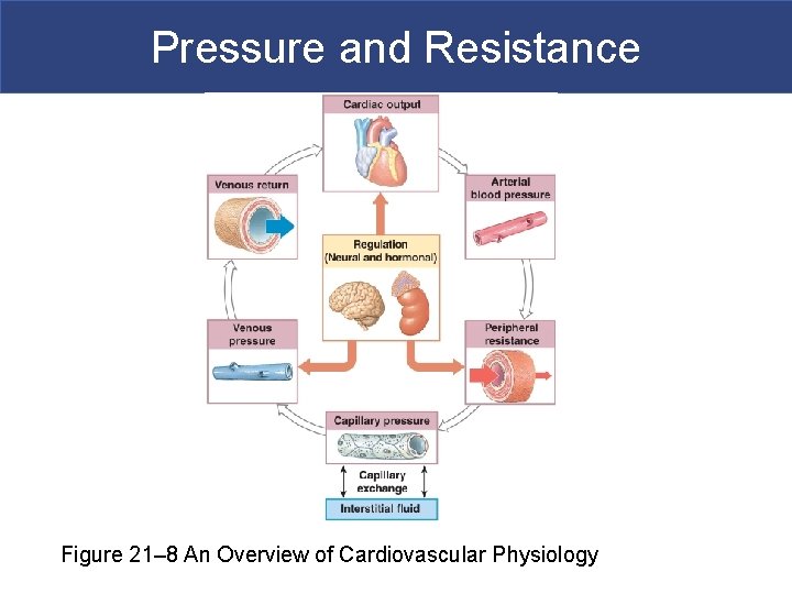 Pressure and Resistance Figure 21– 8 An Overview of Cardiovascular Physiology 