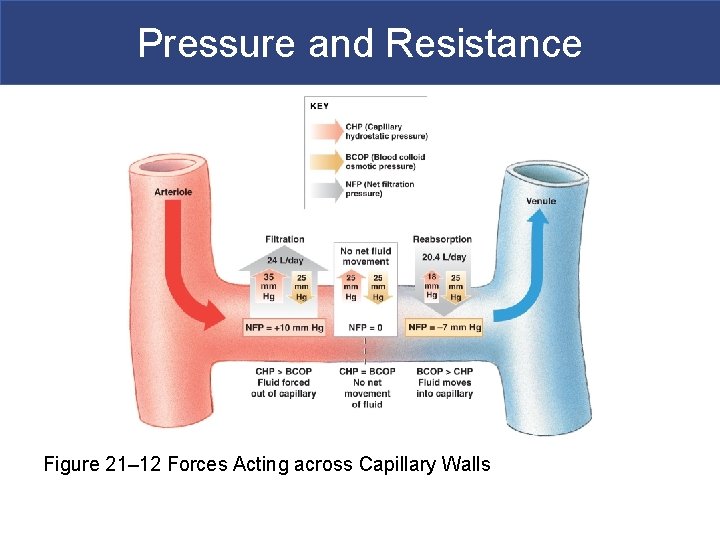 Pressure and Resistance Figure 21– 12 Forces Acting across Capillary Walls 