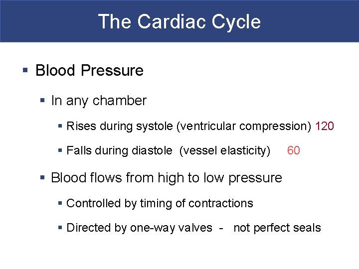 The Cardiac Cycle § Blood Pressure § In any chamber § Rises during systole