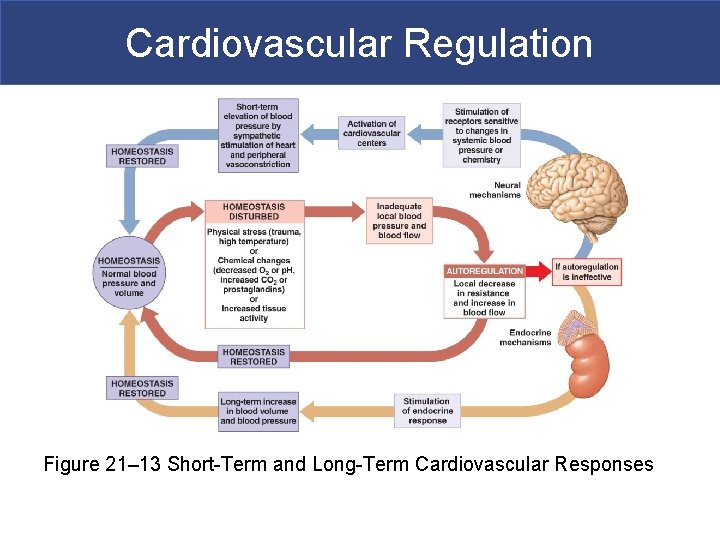 Cardiovascular Regulation Figure 21– 13 Short-Term and Long-Term Cardiovascular Responses 