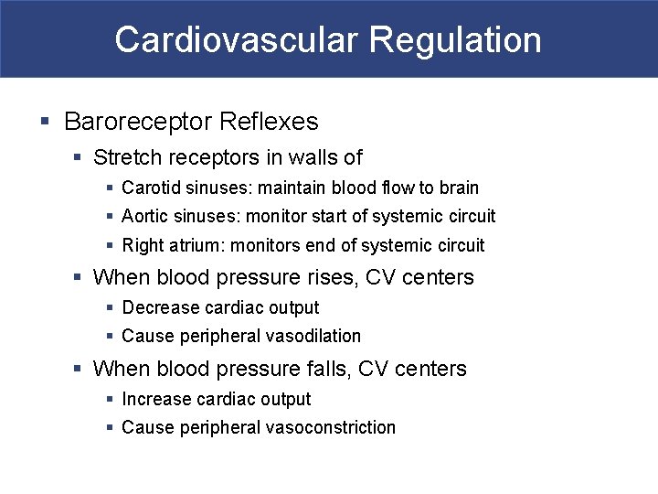Cardiovascular Regulation § Baroreceptor Reflexes § Stretch receptors in walls of § Carotid sinuses: