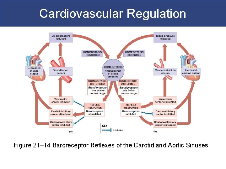 Cardiovascular Regulation Figure 21– 14 Baroreceptor Reflexes of the Carotid and Aortic Sinuses 