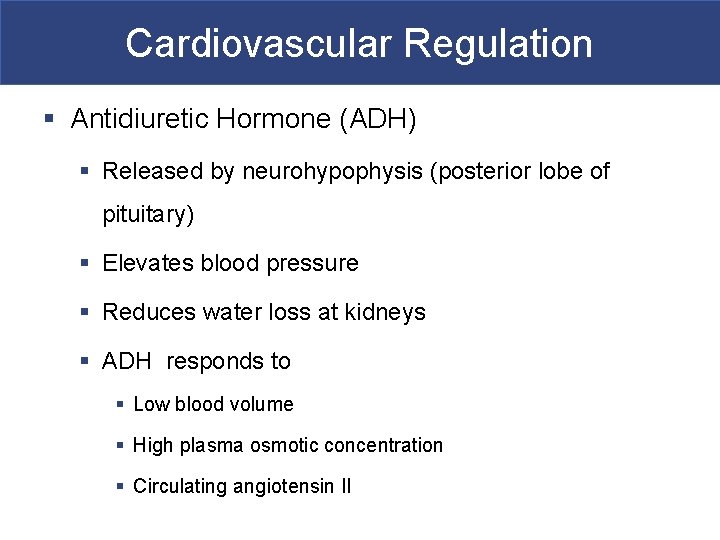 Cardiovascular Regulation § Antidiuretic Hormone (ADH) § Released by neurohypophysis (posterior lobe of pituitary)