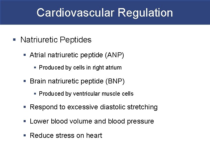 Cardiovascular Regulation § Natriuretic Peptides § Atrial natriuretic peptide (ANP) § Produced by cells
