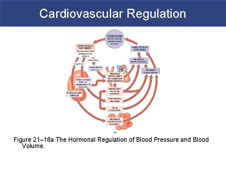 Cardiovascular Regulation Figure 21– 16 a The Hormonal Regulation of Blood Pressure and Blood