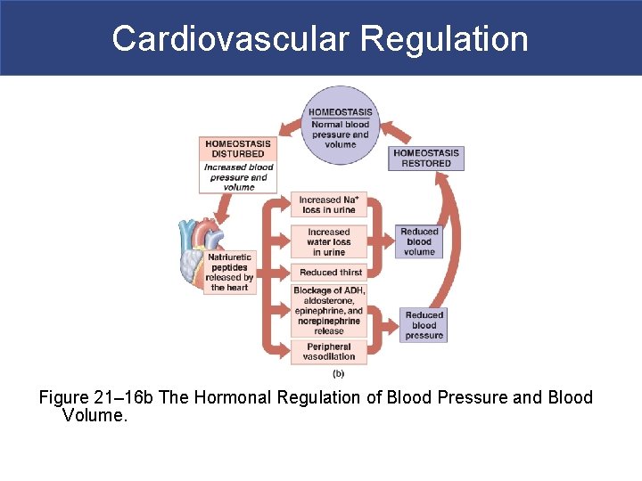 Cardiovascular Regulation Figure 21– 16 b The Hormonal Regulation of Blood Pressure and Blood