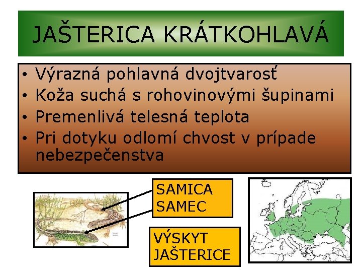 JAŠTERICA KRÁTKOHLAVÁ • • Výrazná pohlavná dvojtvarosť Koža suchá s rohovinovými šupinami Premenlivá telesná