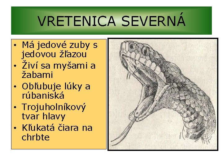 VRETENICA SEVERNÁ • Má jedové zuby s jedovou žľazou • Živí sa myšami a