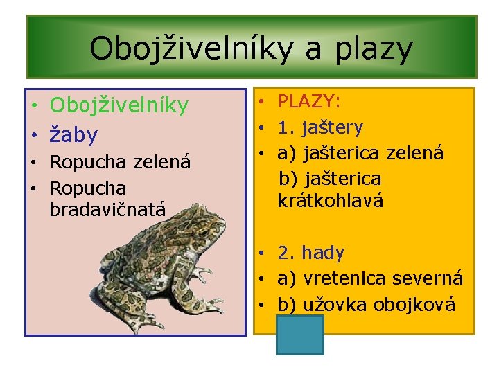 Obojživelníky a plazy • Obojživelníky • žaby • Ropucha zelená • Ropucha bradavičnatá •