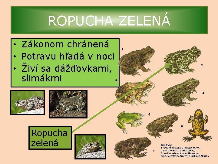 ROPUCHA ZELENÁ • Zákonom chránená • Potravu hľadá v noci • Živí sa dážďovkami,