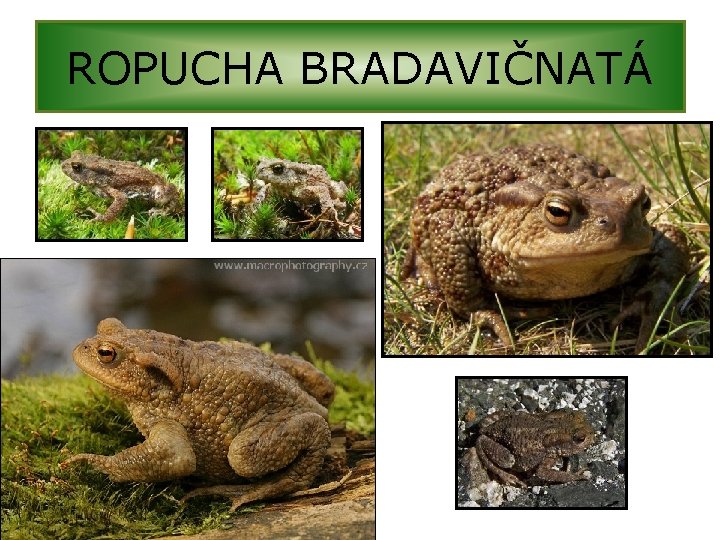 ROPUCHA BRADAVIČNATÁ 