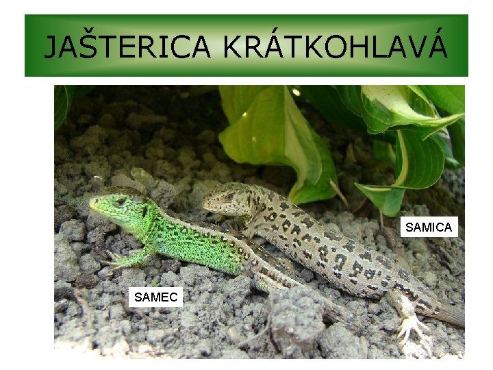 JAŠTERICA KRÁTKOHLAVÁ SAMICA SAMEC 