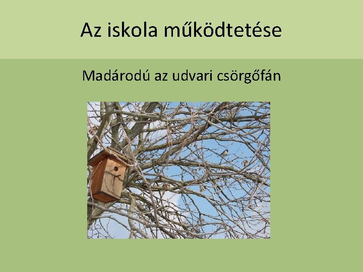 Az iskola működtetése Madárodú az udvari csörgőfán 