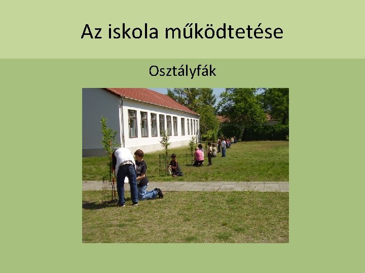 Az iskola működtetése Osztályfák 