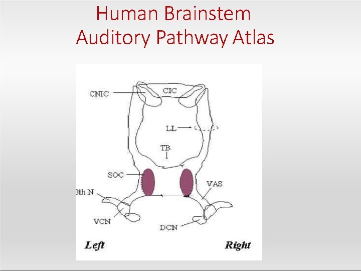 Human Brainstem Auditory Pathway Atlas 