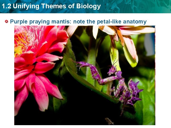 1. 2 Unifying Themes of Biology Purple praying mantis: note the petal-like anatomy 