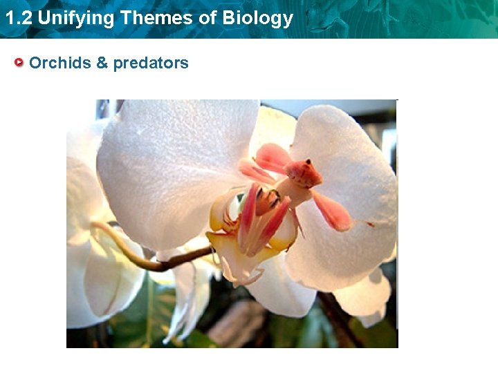 1. 2 Unifying Themes of Biology Orchids & predators 
