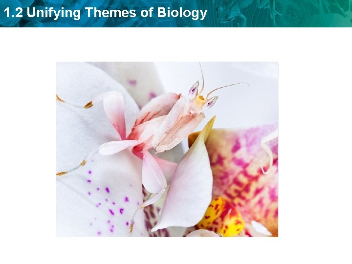 1. 2 Unifying Themes of Biology 