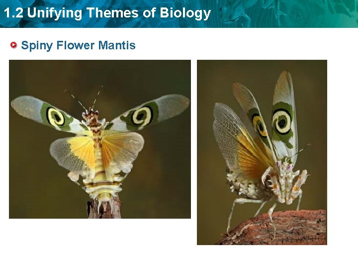 1. 2 Unifying Themes of Biology Spiny Flower Mantis 
