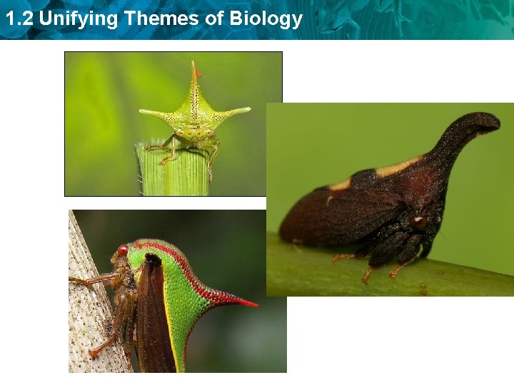 1. 2 Unifying Themes of Biology 