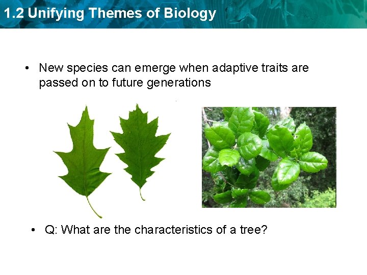 1. 2 Unifying Themes of Biology • New species can emerge when adaptive traits