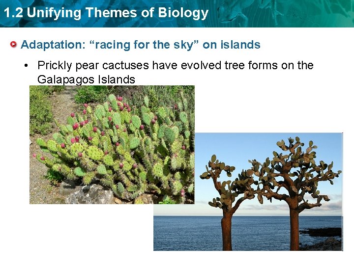 1. 2 Unifying Themes of Biology Adaptation: “racing for the sky” on islands •