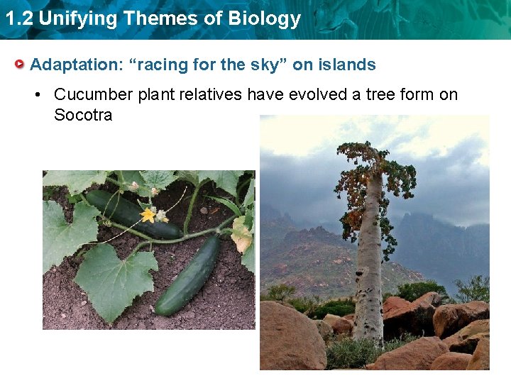 1. 2 Unifying Themes of Biology Adaptation: “racing for the sky” on islands •