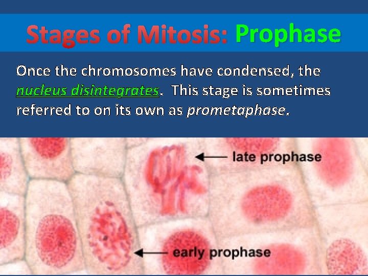 Stages of Mitosis: Prophase Once the chromosomes have condensed, the nucleus disintegrates. This stage