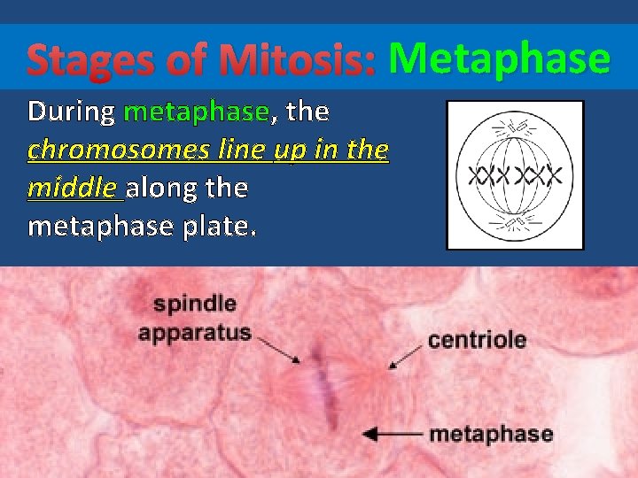 Stages of Mitosis: Metaphase During metaphase, the chromosomes line up in the middle along