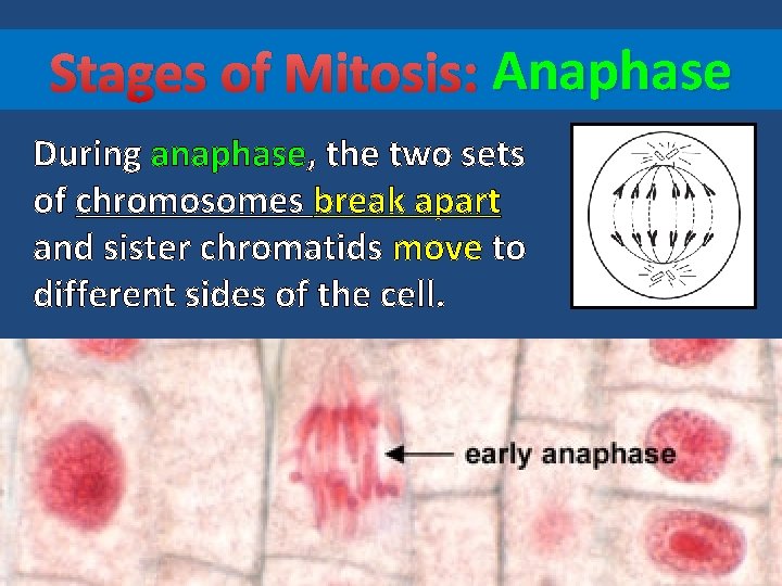 Stages of Mitosis: Anaphase During anaphase, the two sets of chromosomes break apart and