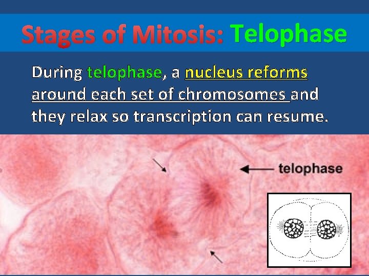 Stages of Mitosis: Telophase During telophase, a nucleus reforms around each set of chromosomes