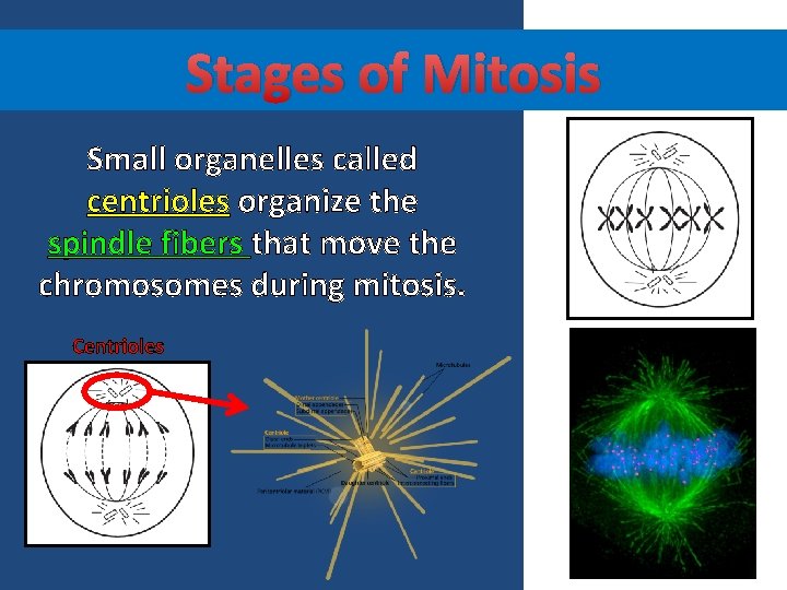Stages of Mitosis Small organelles called centrioles organize the spindle fibers that move the