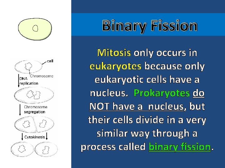 Binary Fission Mitosis only occurs in eukaryotes because only eukaryotic cells have a nucleus.