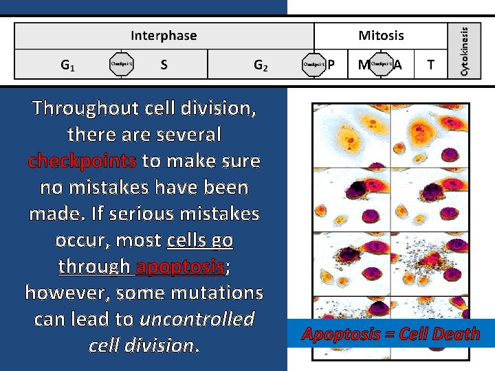 Throughout cell division, there are several checkpoints to make sure no mistakes have been