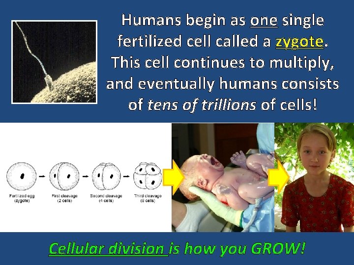 Humans begin as one single fertilized cell called a zygote. This cell continues to