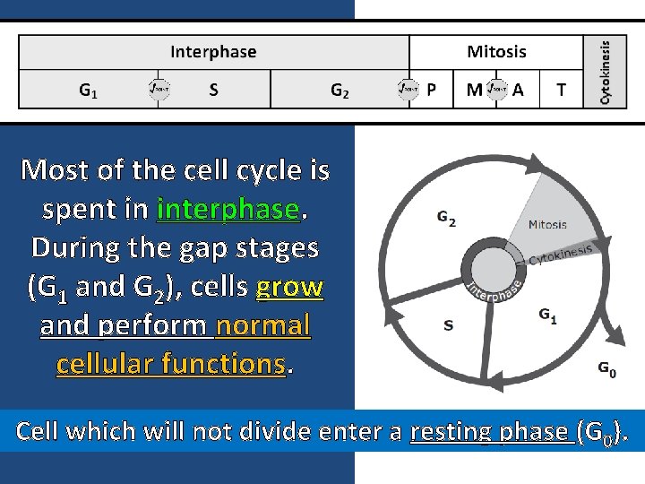 Most of the cell cycle is spent in interphase. During the gap stages (G